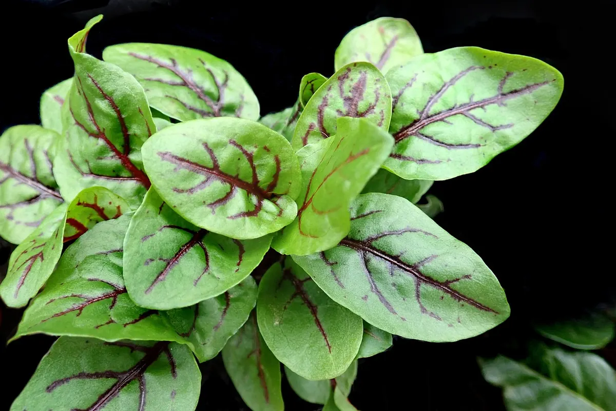 7 Common Sorrel Growing Mistakes UK Gardeners Make (and How to Avoid Them)