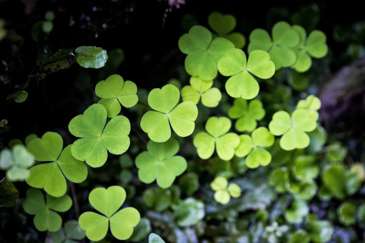 Common Sorrel vs French Sorrel: Which One Should You Grow?
