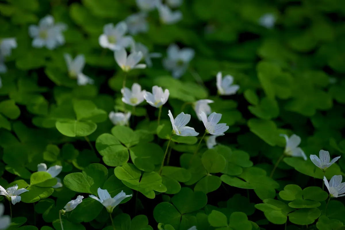 Foraging Common Sorrel in the UK: Identification, Lookalikes and Legal Tips