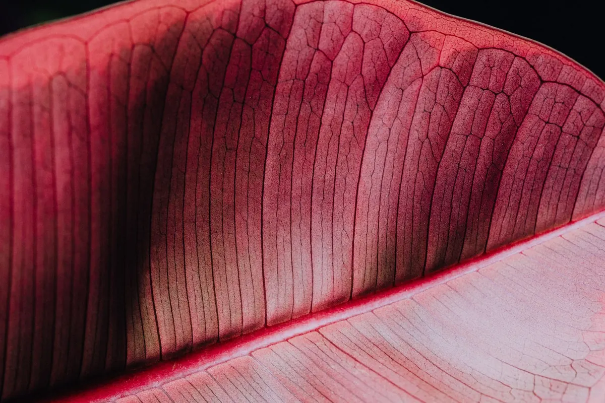 Red-Veined Sorrel: Growing, Cooking and Why It's More Than a Garnish